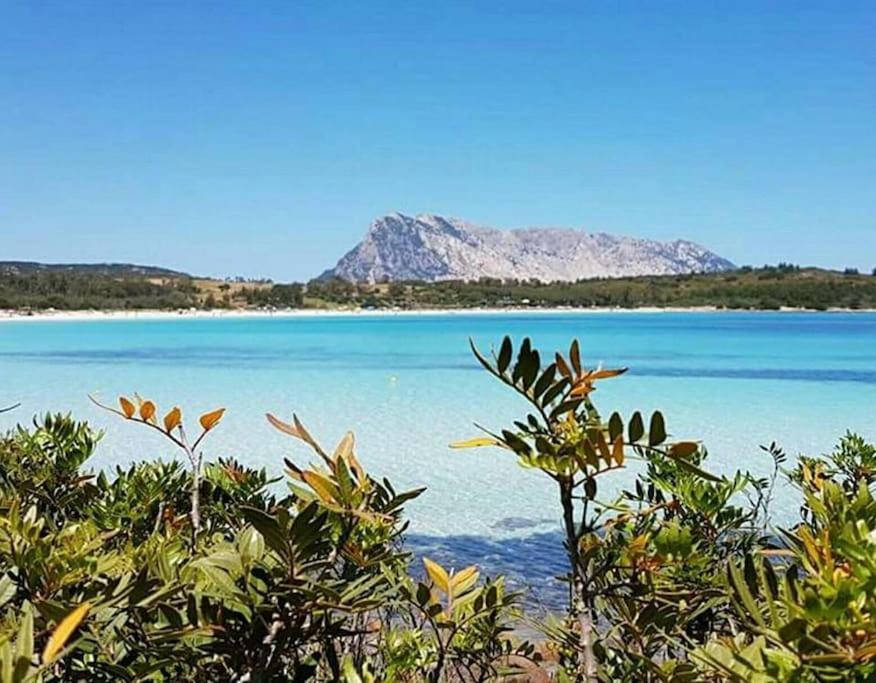 Amazing House 10 Min By Car From The Beach Olbia Eksteriør bilde